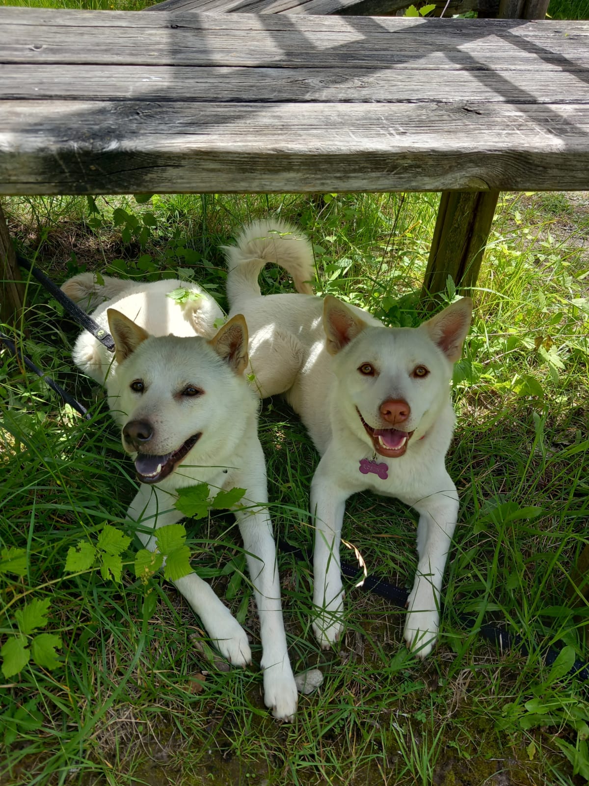 Cagnoline Jindo in adozione